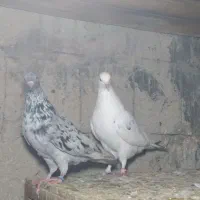 کفتر|پرنده|قشم, |دیوار