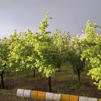 ویلا باغ با سند ششدانگ|فروش خانه و ویلا|صوفیان, |دیوار