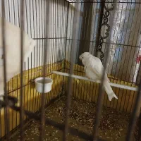 قناری نر قرص|پرنده|ری, حمزهآباد|دیوار