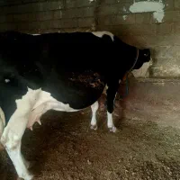 گاو سیمنتال