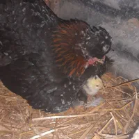 جوجه گلین لری