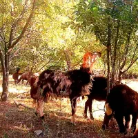 قوچ پلنگی