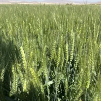 فروش-زمین-کشاورزی
