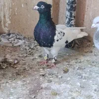کبوتر بهبونی|پرنده|شیراز, سلطان آباد|دیوار