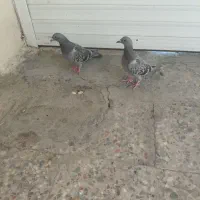 جفت جوجه پلاکی