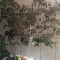 درخت بنجامین و برگ انجیری