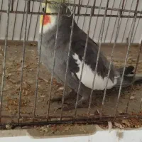 جفت‌طوطی‌‌عروس(سخنگو)|پرنده|سنگر, |دیوار
