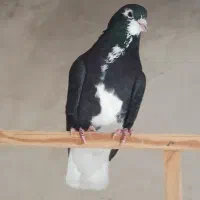 دوکبوتر عالی