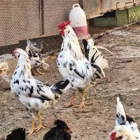 ۲عدد خروس گلین