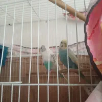 مرغ عشق جفت تخفیف هم داره به الته جا