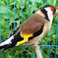 معاوضه میکنم