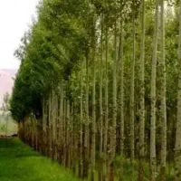 فروش پر بازده ترین محصول زراعی