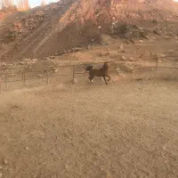 مادیان.دره شور|اسب و تجهیزات اسبسواری|کوهسار (البرز), |دیوار