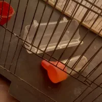 قفس|لوازم جانبی حیوانات|تبریز, |دیوار