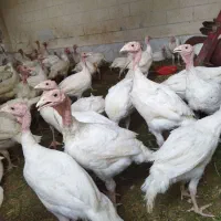 بوقلمون پرواری