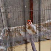 سهره بهاره مست(برا معاوضه)