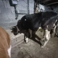 فروش ۳ راس گاو و گوساله|حیوانات مزرعه|گوراب زرمیخ, |دیوار