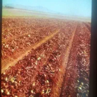 زمین کشاورزی