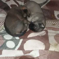 توله سگ مالینویز،|سگ|بندرعباس, |دیوار