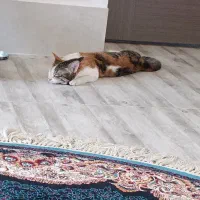 واگذاری فوری گربه dsh