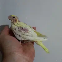 جوجه البینیو ولوتینیو زعفرانی|پرنده|شاهرود, |دیوار