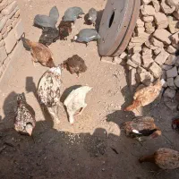 مرغ خروس لاری|حیوانات مزرعه|تربت جام, حافظ|دیوار