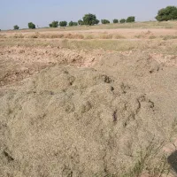 کاه ماش درجه ۱|خدمات باغبانی و درختکاری|گتوند, |دیوار