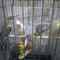 ۴تا عروس هلندی بشرط