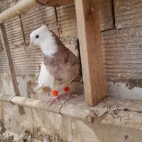 کبوتر|پرنده|شوشتر, |دیوار