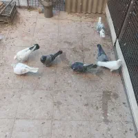 پرنده|پرنده|سمنان, |دیوار