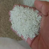 برنج طارم محلی گیلان