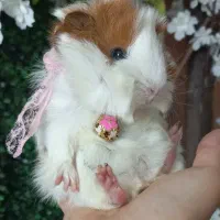 فروش خوکچه هندی ژورنالی واکسینه شده