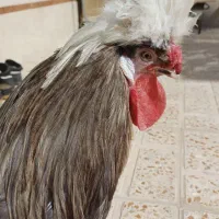 خروس لهستانی|حیوانات مزرعه|پاکدشت, شهرک انقلاب|دیوار