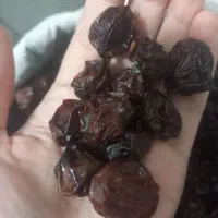 آلوچه|خوردنی و آشامیدنی|مشهد, یاس|دیوار