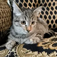 واگذاری بچه گربه‌ی ببری