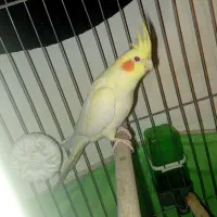 عروس هلندی ۵ماهه|پرنده|نسیمشهر, |دیوار