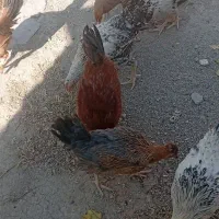 مرغ وخروس محلی|حیوانات مزرعه|نالوس, |دیوار