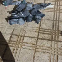 کبوتر|پرنده|فرخ‌شهر, |دیوار