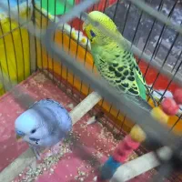 مرغ عشق|پرنده|ایذه, |دیوار