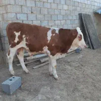 گوساله نر