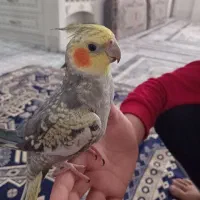 عروس هلندی