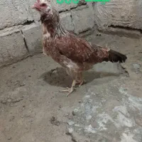 مرغ|حیوانات مزرعه|سیب و سوران, |دیوار