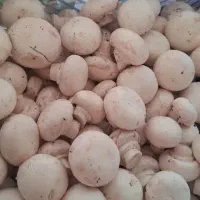 پخش قارچ درجه1 ودرجه2 بدون واسطه