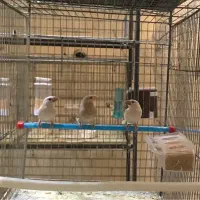 فنچ نرگسی|پرنده|یزد, |دیوار