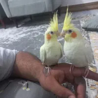 دوتا جوجه عروس هلندی نر