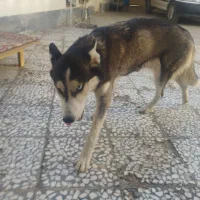 سگ هاسکی ماده