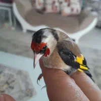 سهره کهنه قفس بخون