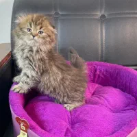 گربه اسکاتیش بریتیش پرشین|گربه|سقز, |دیوار