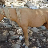 فروش اسب ۳سال نژاد دار سواری نشده سرو دم گیر|اسب و تجهیزات اسب‌سواری|اندیمشک, |دیوار