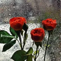 نیازمند نظافتچی